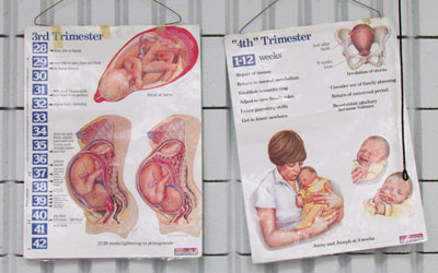 Poster of baby development in womb